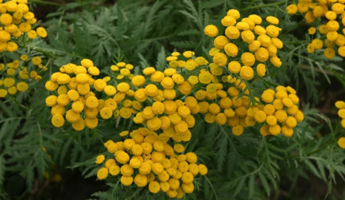 Пижмы цветки 30,0