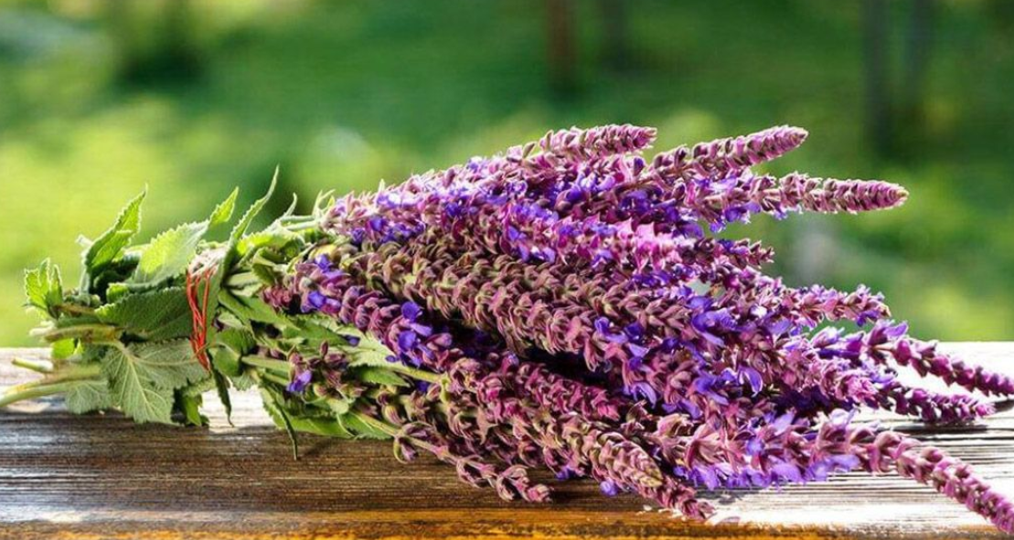 Фиточай Шалфея 1,5 г №25 ф/п